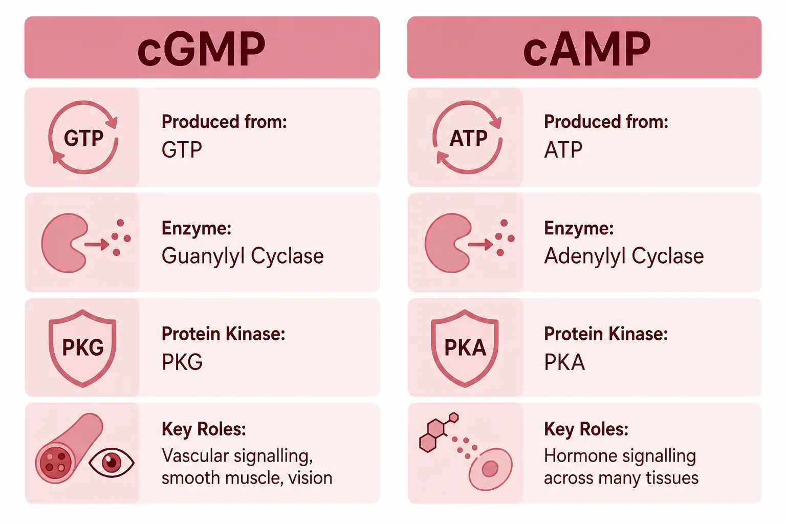 cGMP vs. cAMP
