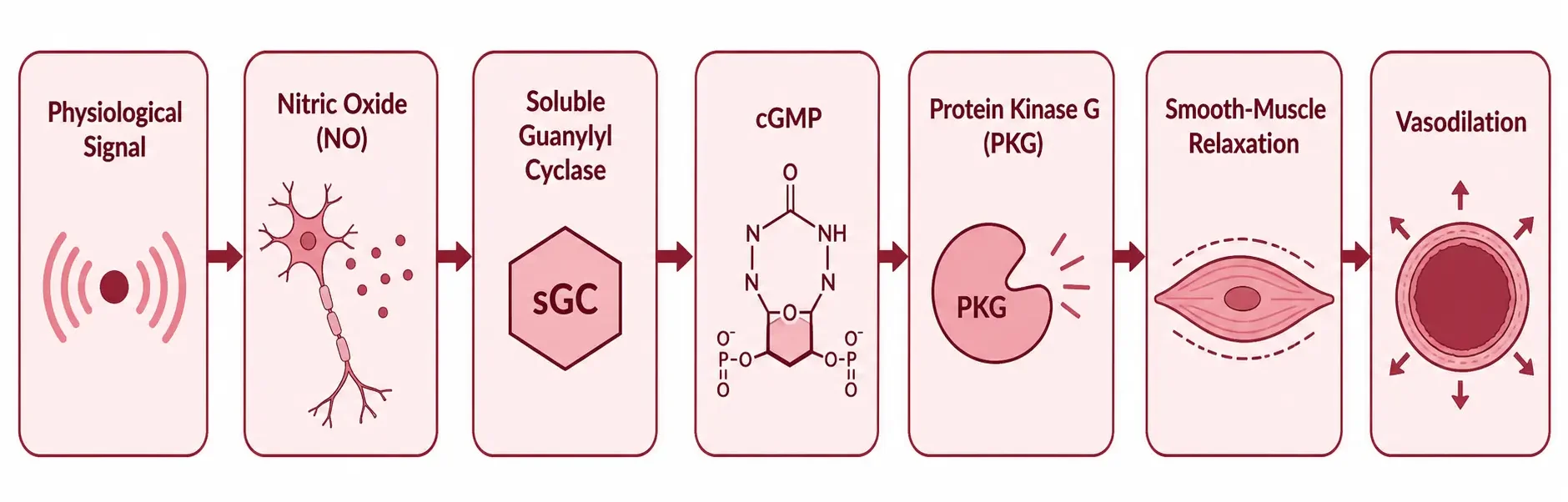 NO CGMP Signaling Pathway