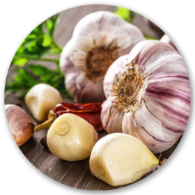 Garlic